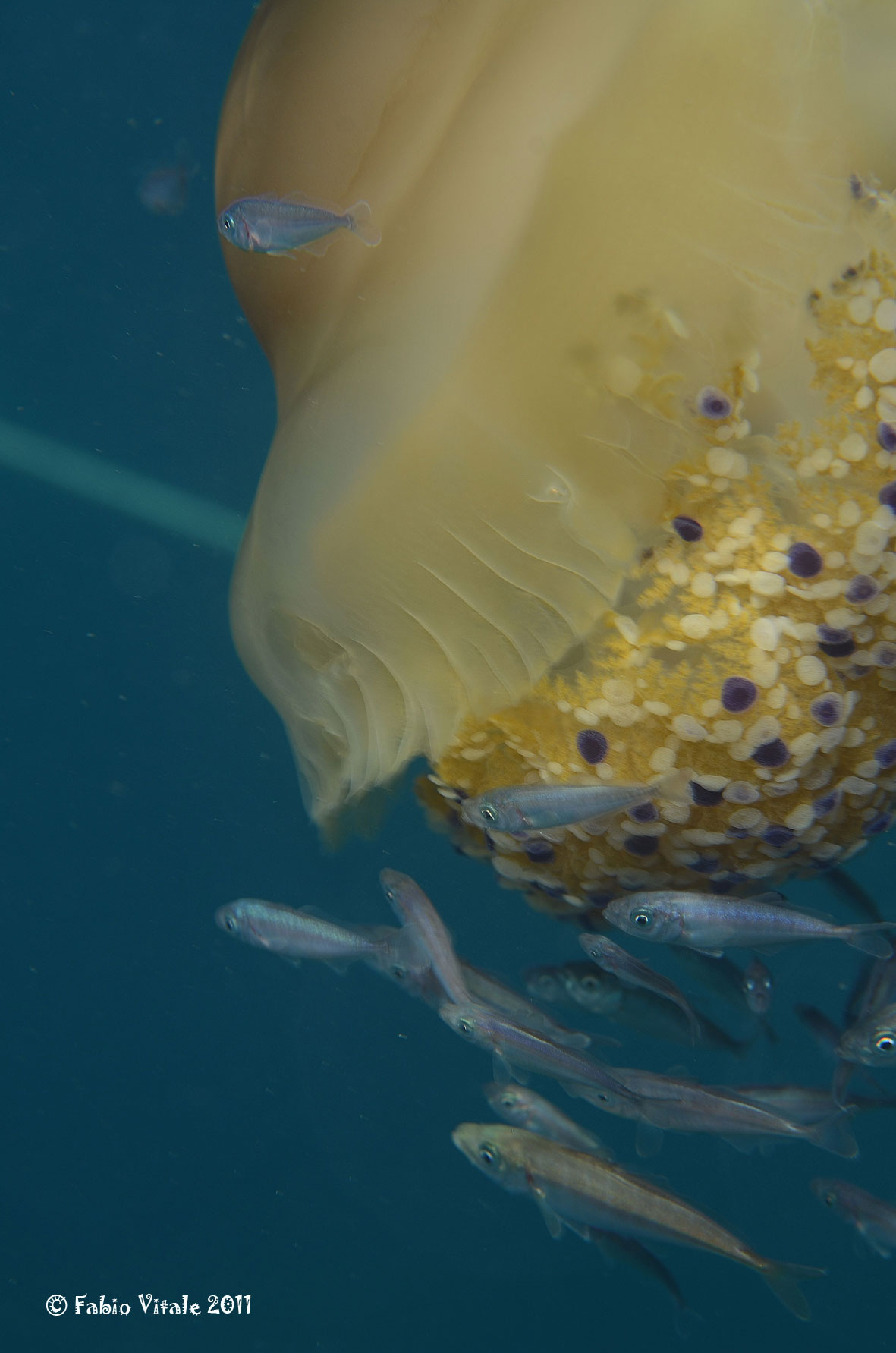 Simbionti (Seriola cf. fasciata e Trachurus sp.)